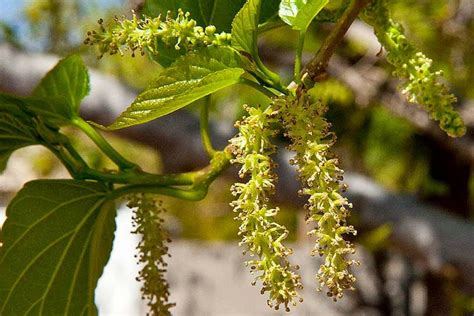 Mulberry Tree (Morus Alba) - Ahwatukee Allergist