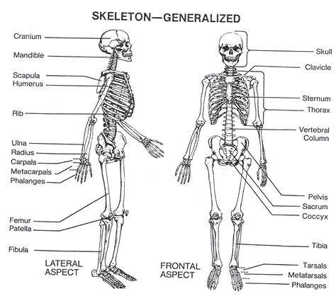 Discover the fascinating skeletal system