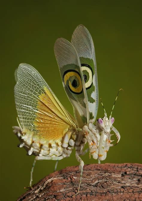 Afrikanische Blütenmantis | Insects, Praying mantis, Beautiful bugs