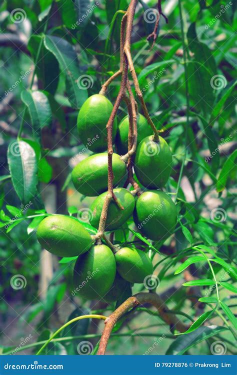 Spondias mombin stock photo. Image of fresh, pinnata - 79278876