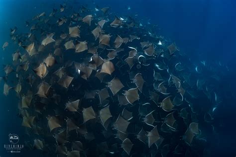 The Magnificent Mobula Rays of Baja California Mexico