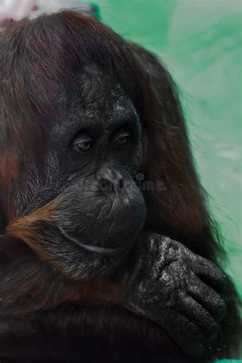 Sad orangutan in the zoo stock photo. Image of monkey - 119918340