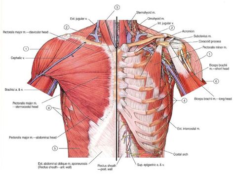 chest muscles - Google Search