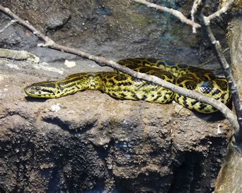 Yellow Anaconda - Facts, Diet, Habitat & Pictures on Animalia.bio