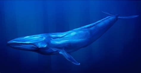 Blue Whale Poop: Everything You've Ever Wanted to Know - A-Z Animals