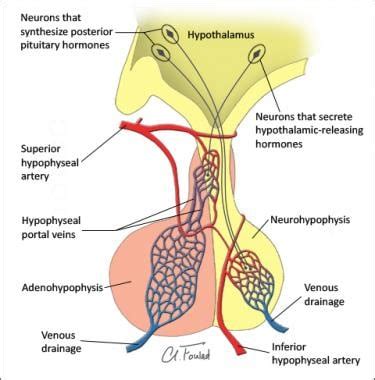 Anterior And Posterior Pituitary Gland Diagram