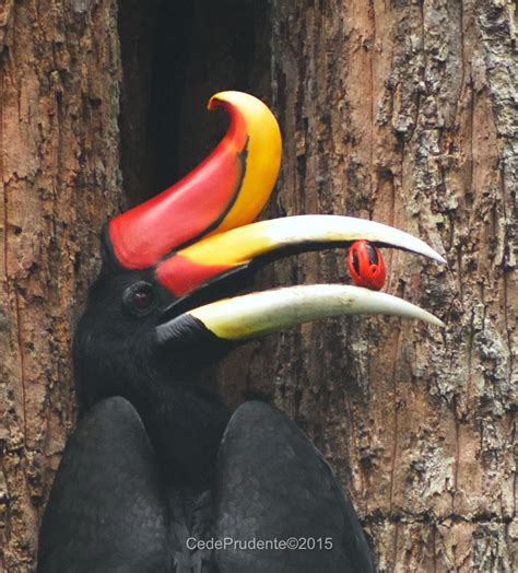 Borneo Safari: Hornbills of Borneo