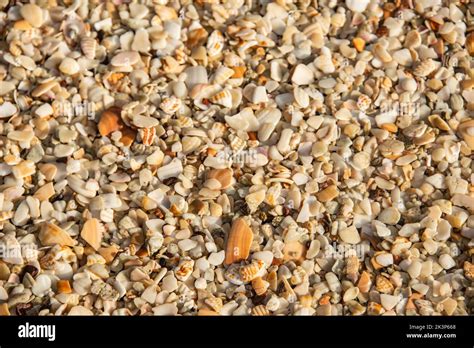 Sea shells at Playa Conchal, a beach made of seashells, Guanacaste, Costa Rica Stock Photo - Alamy