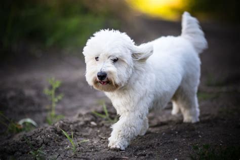 Coton de Tulear - All About Dogs | Orvis