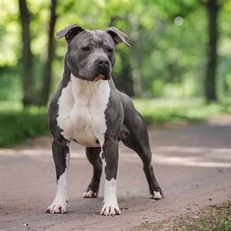 American Staffordshire Terrier Dog Breed Information, Popular Pictures | Staffordshire terrier ...