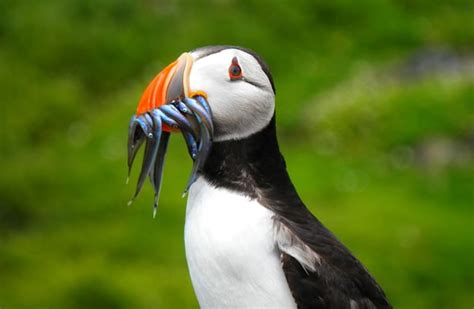 Puffin - Description, Habitat, Image, Diet, and Interesting Facts