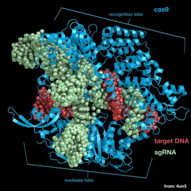 Cas9 - Proteopedia, life in 3D