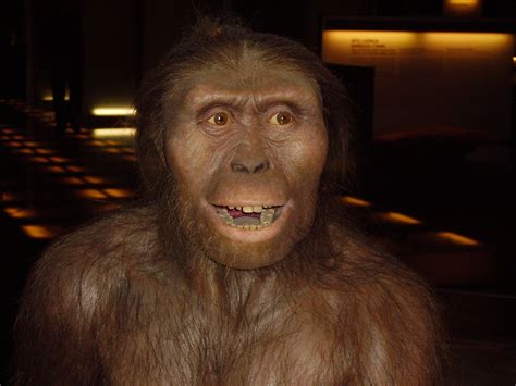 File:Australopithecus afarensis.JPG - Wikimedia Commons