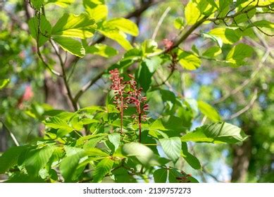 1,078 Buckeye tree blossom Images, Stock Photos & Vectors | Shutterstock