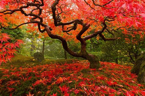 Japanese Maple canvas, Maple tree, Red leaves, Forest landscape ...