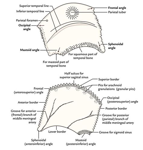 Parietal Bone – Earth's Lab