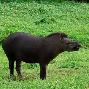 Brazilian Tapir - Facts, Diet, Habitat & Pictures on Animalia.bio