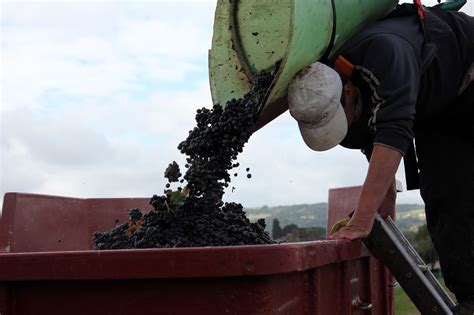 A grape-picker,carrier,vineyard,beaujolais,free pictures - free image ...