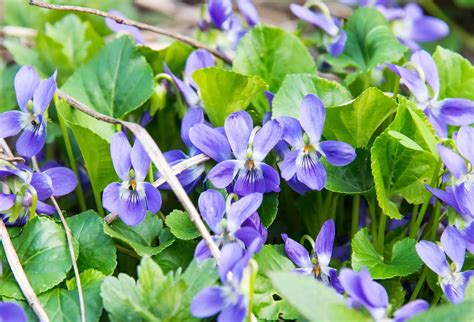 Viola | Description, Plant, Flower, & Facts | Britannica