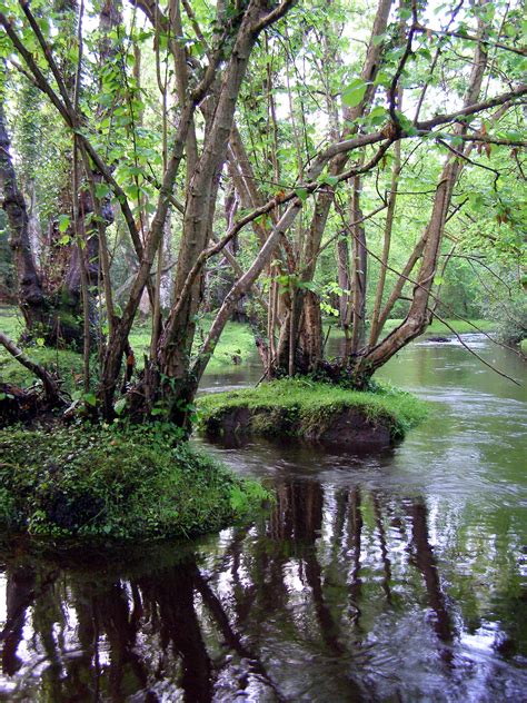 File:Alder trees beaulieu river fawley ford.jpg