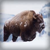 Blog | Yellowstone National Park Lodges