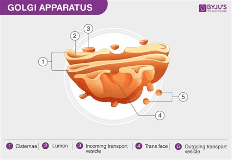 How To Draw A Golgi Apparatus 720 x 546 jpeg 50