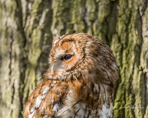 Zenfolio | John Cummings Photography | Wildlife of Britain | Tawny Owl ...