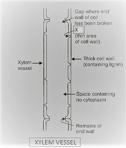 Draw a labelled diagram of i a xylem vessel and ii a sieve tube or phloem