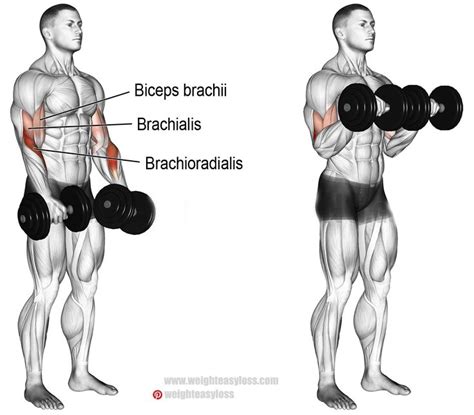 How to Dumbbell Reverse Curl | Musculation, Musculation biceps ...