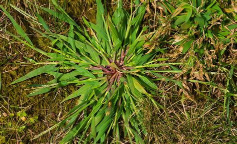 Spring is the Time to Stop Summer Crabgrass | The Lawn Techs Blog