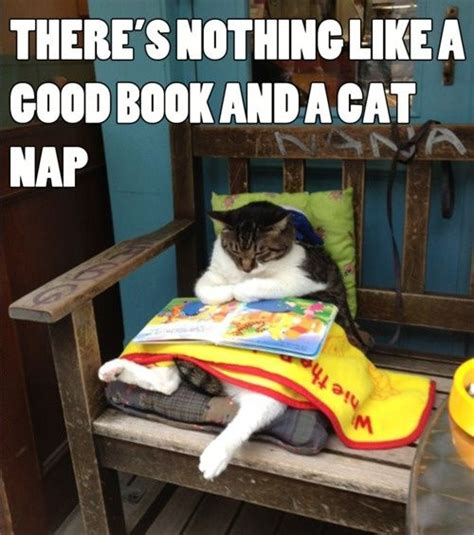 There’s nothing like a good book and a cat nap – Wag Pet Boutique