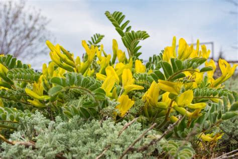 Flowering Plant Astragalus Downy or Woolly-flowered Astragalus Astragalus Dasyanthus. Medicinal ...