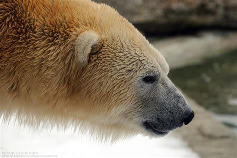 Polar Bear Side Profile by 8TwilightAngel8 on DeviantArt