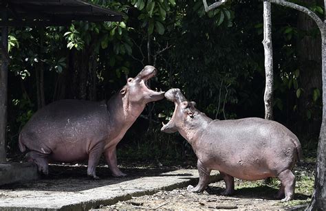 What Happens to Pablo Escobar’s Hippos? Colombia's Legal Battle to Stop ...