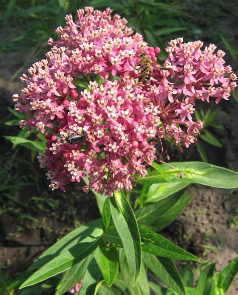 Milkweed Plant