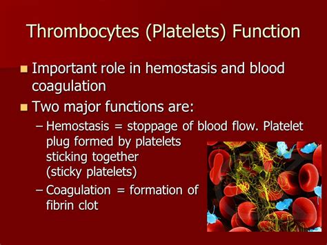 Platelet (Thrombocyte) Structure And Function Interactive, 49% OFF