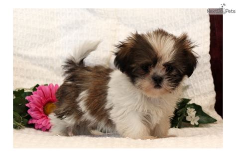 Princess: Shih Tzu puppy for sale near Lancaster, Pennsylvania ...