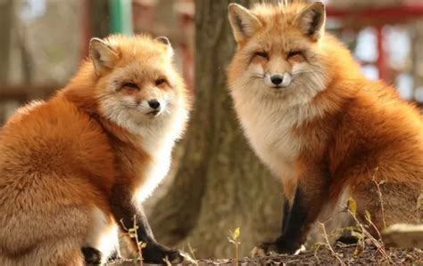 Zao Fox Village Is a True Fox Heaven in Japan