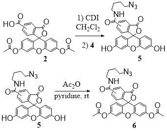 Synthesis of diacetyl N-(4-azidobutyl)-fluorescein-5(6)-carboxamide (6) | Download Scientific ...