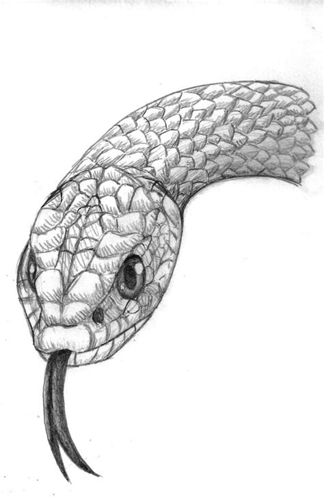 realistic snake drawing - Google Search | Snake drawing, Snake art ...