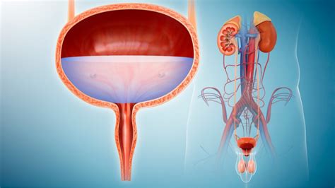 What Is Urology? Doctors, Tests, Procedures and Expert Q&A | Castle Connolly