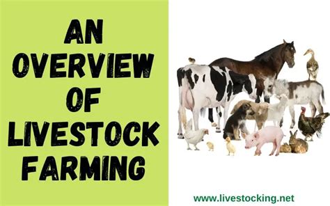 Livestock Farming: Definition, Benefits & Types