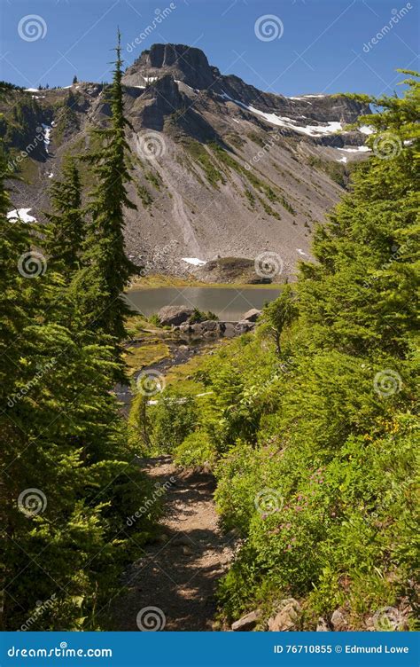 Mt. Baker National Forest stock image. Image of northwest - 76710855