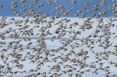 Birds of a feather flocking together: Awesome migration pictures captured from 1,000ft up ...