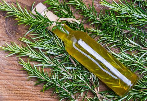 Rosemary Oil for Hair Loss: A Hairy Tale - Hair Repair Clinic