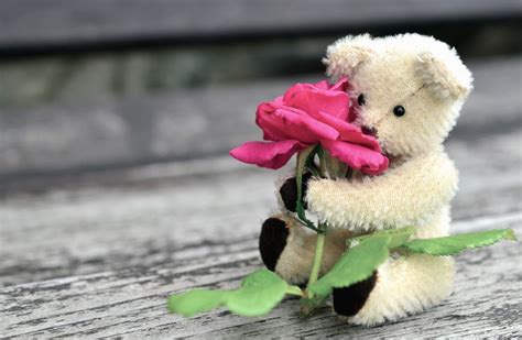 Free picture: teddy bear, roses, flower, leaf, petal