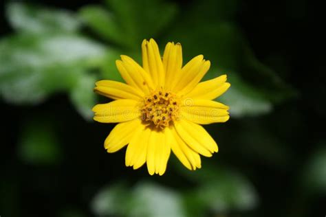 Singapore Daisy Flower. Closeup Yellow Daisy Flower Stock Photo - Image of bloom, nature: 179659542