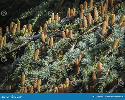 Close-up Growing Male Cones on the Branches of Cedar Tree Cedrus Libani ...