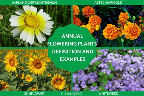 Annual Flowering Plants Definition - With Examples and Photos