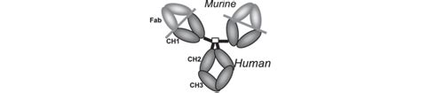 Chimeric antibody made of both mouse and human antibodies. | Download Scientific Diagram